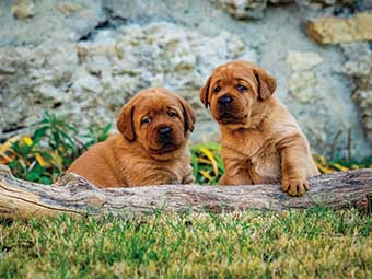 brown pups